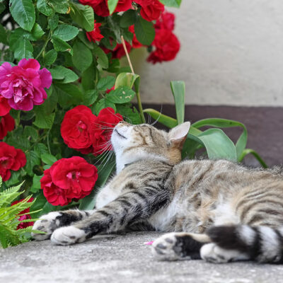 4 Toxic Houseplants to Keep Away from Pets