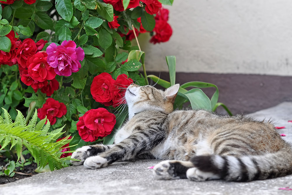 4 Toxic Houseplants to Keep Away from Pets