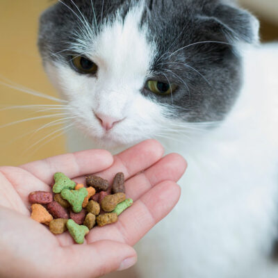 Things to Consider When Buying Cat Treats