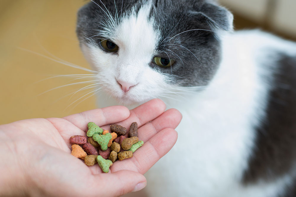 Things to Consider When Buying Cat Treats