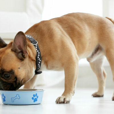 Tips to Make Dog Food Healthy