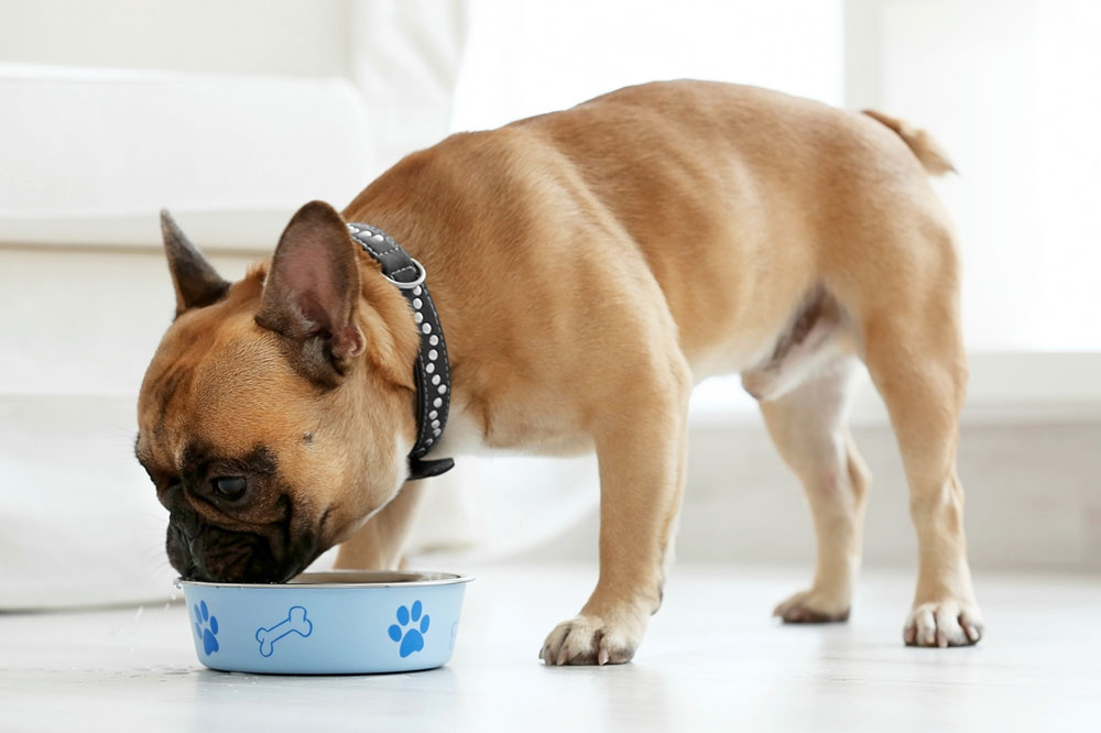 Tips to Make Dog Food Healthy