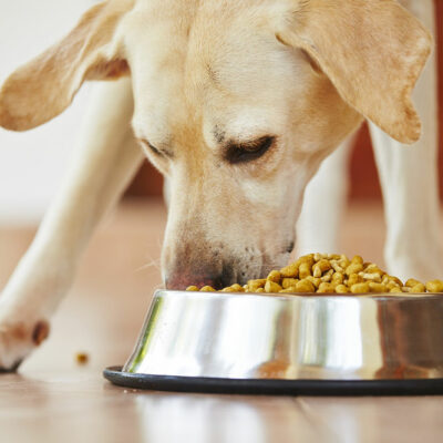 Various Food Allergy Symptoms and Triggers in Dogs