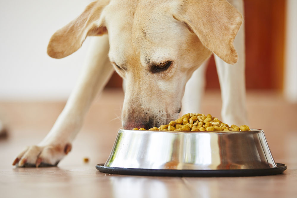 Various Food Allergy Symptoms and Triggers in Dogs